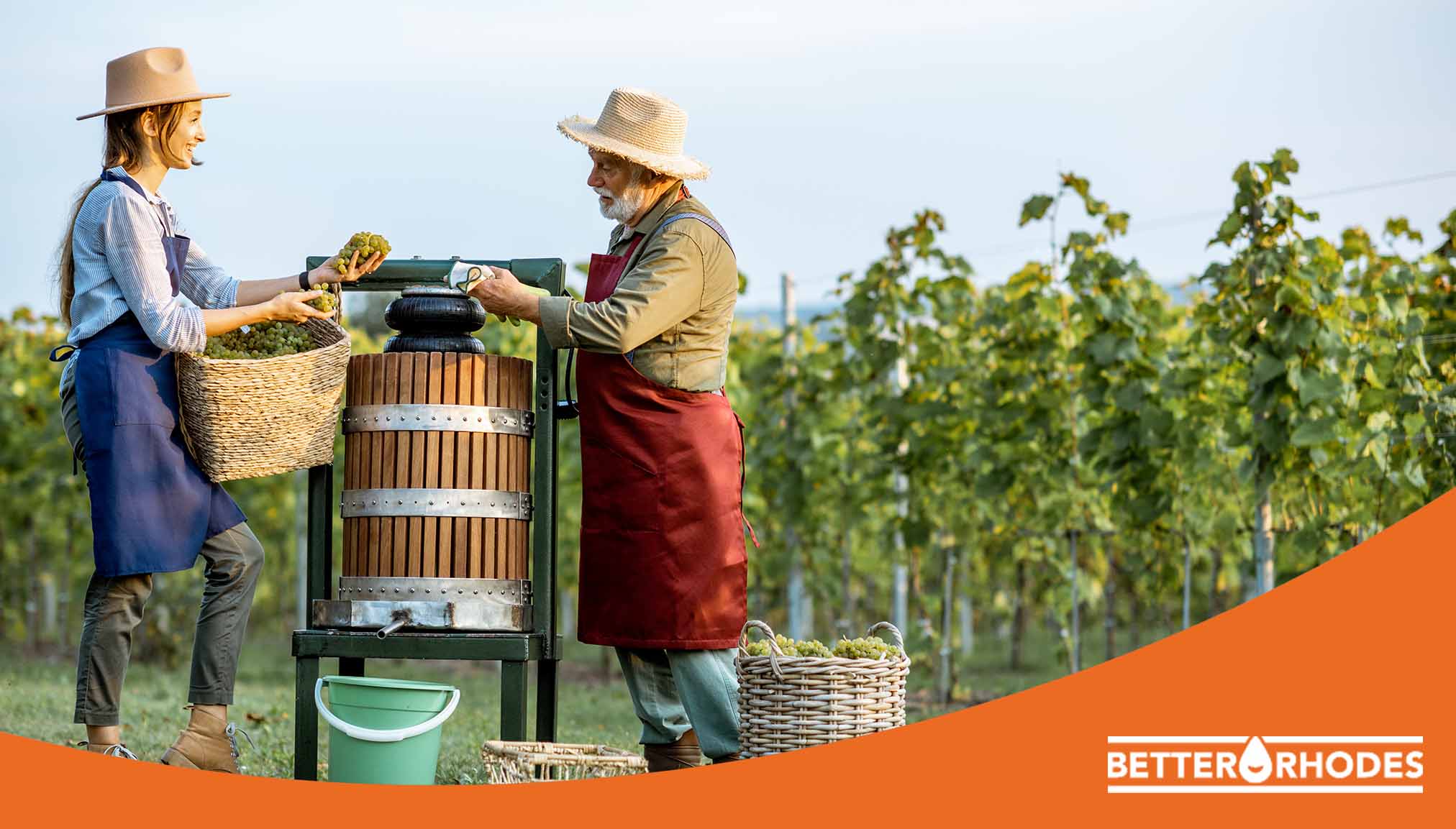 Winemakers pressing grapes in a vineyard